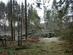 050129-Kvarnfallet 008.jpg